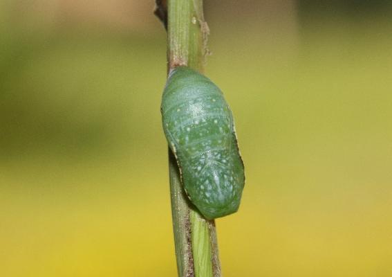 Bicyclus larseni pupa